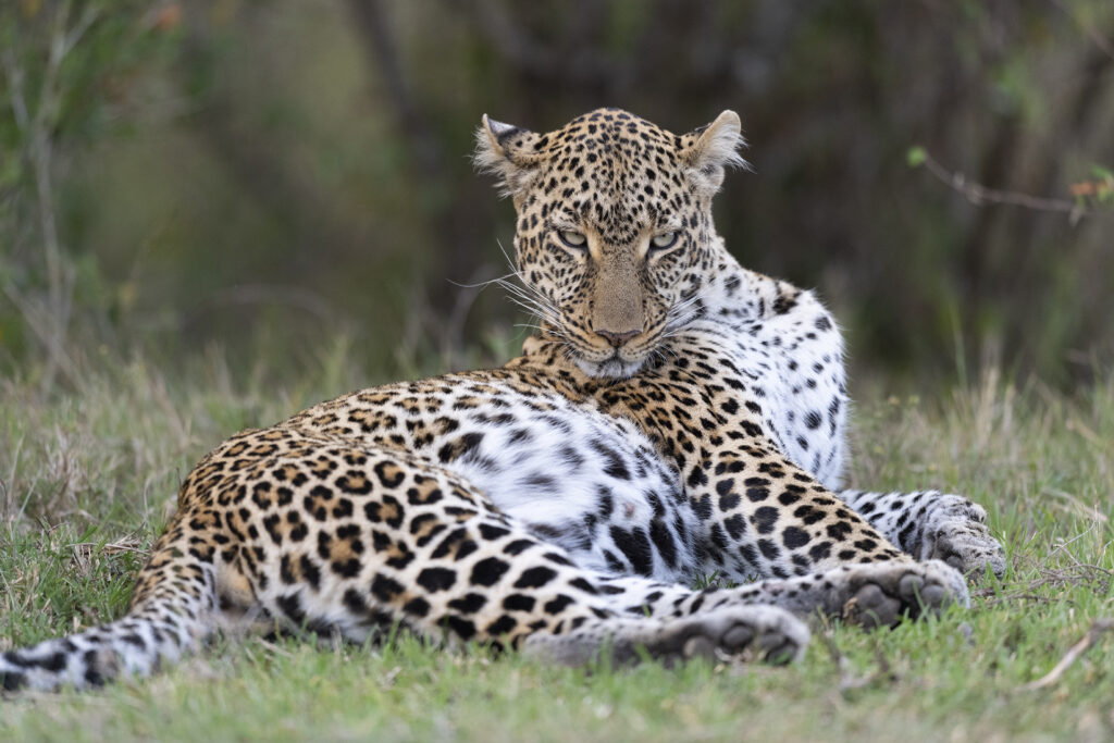 Tiger Safaris India