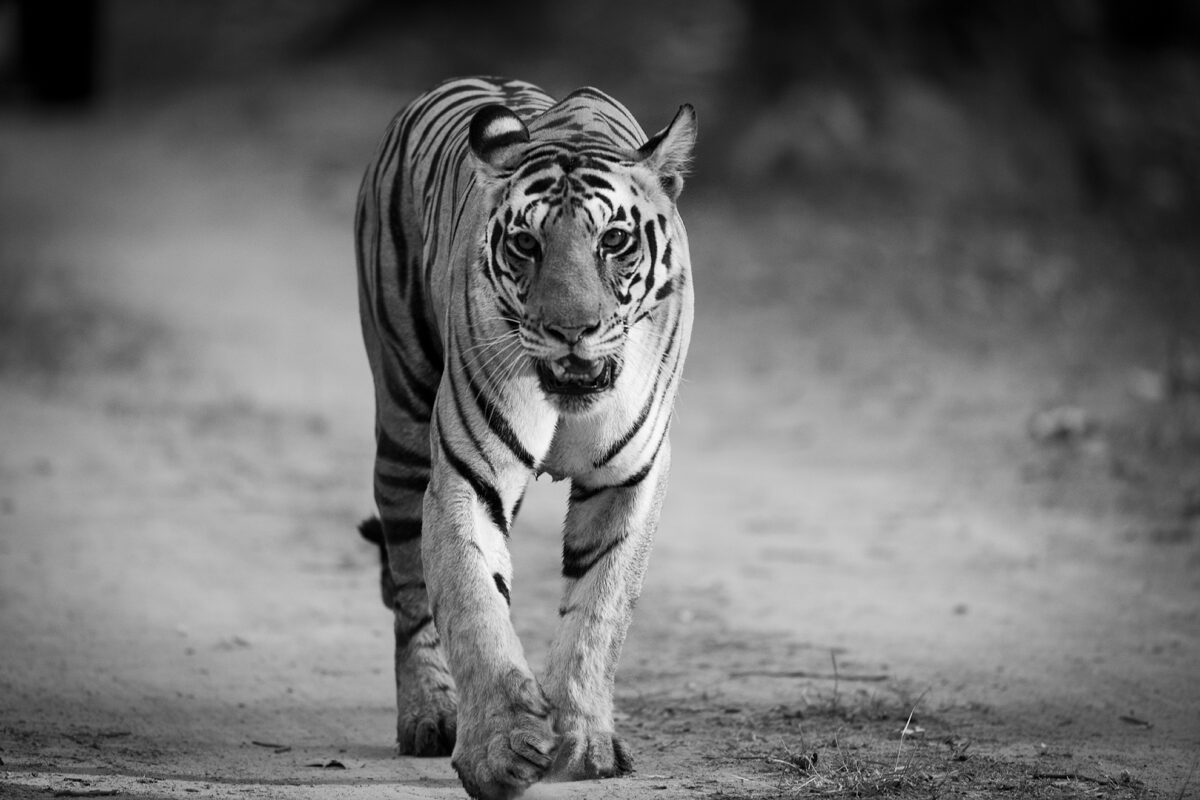Tiger Safaris India