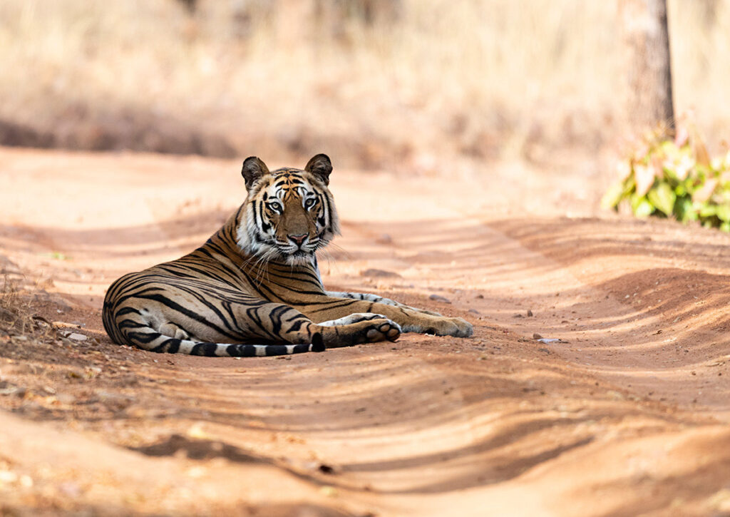 Ranthambore Tiger Safaris And Golden Triangle 11 Day Tour Of India ...