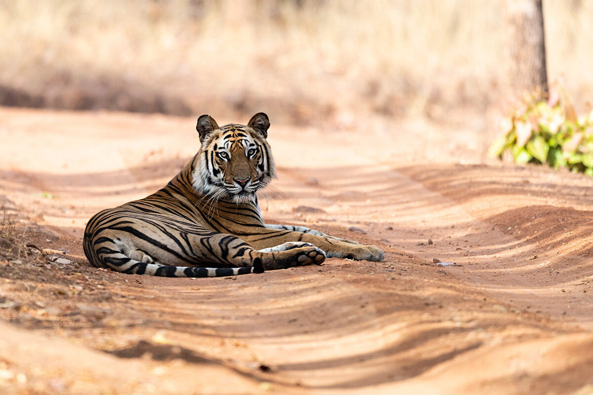 tiger safaris india